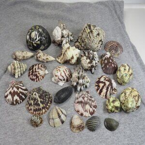Black & White and Patterned REAL Sea Shells variety of sizes and styles